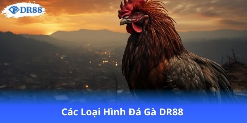 Đá Gà DR88 - Khám Phá Thế Giới Đá Gà Trực Tuyến Đầy Hấp Dẫn 1 cac-loai-hinh-da-ga-dr88